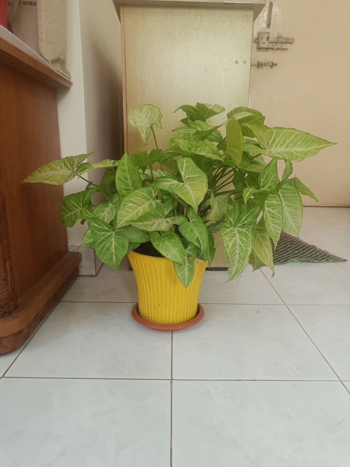 Live Syngonium Plant with Yellow Decorative Pot | 1.5 Feet Indoor Plant | Natural Green Foliage for Home & Office