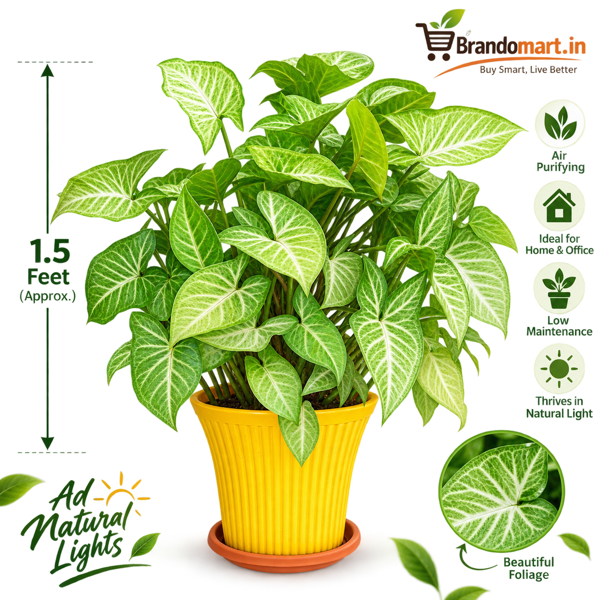 Live Syngonium Plant with Yellow Decorative Pot | 1.5 Feet Indoor Plant | Natural Green Foliage for Home & Office