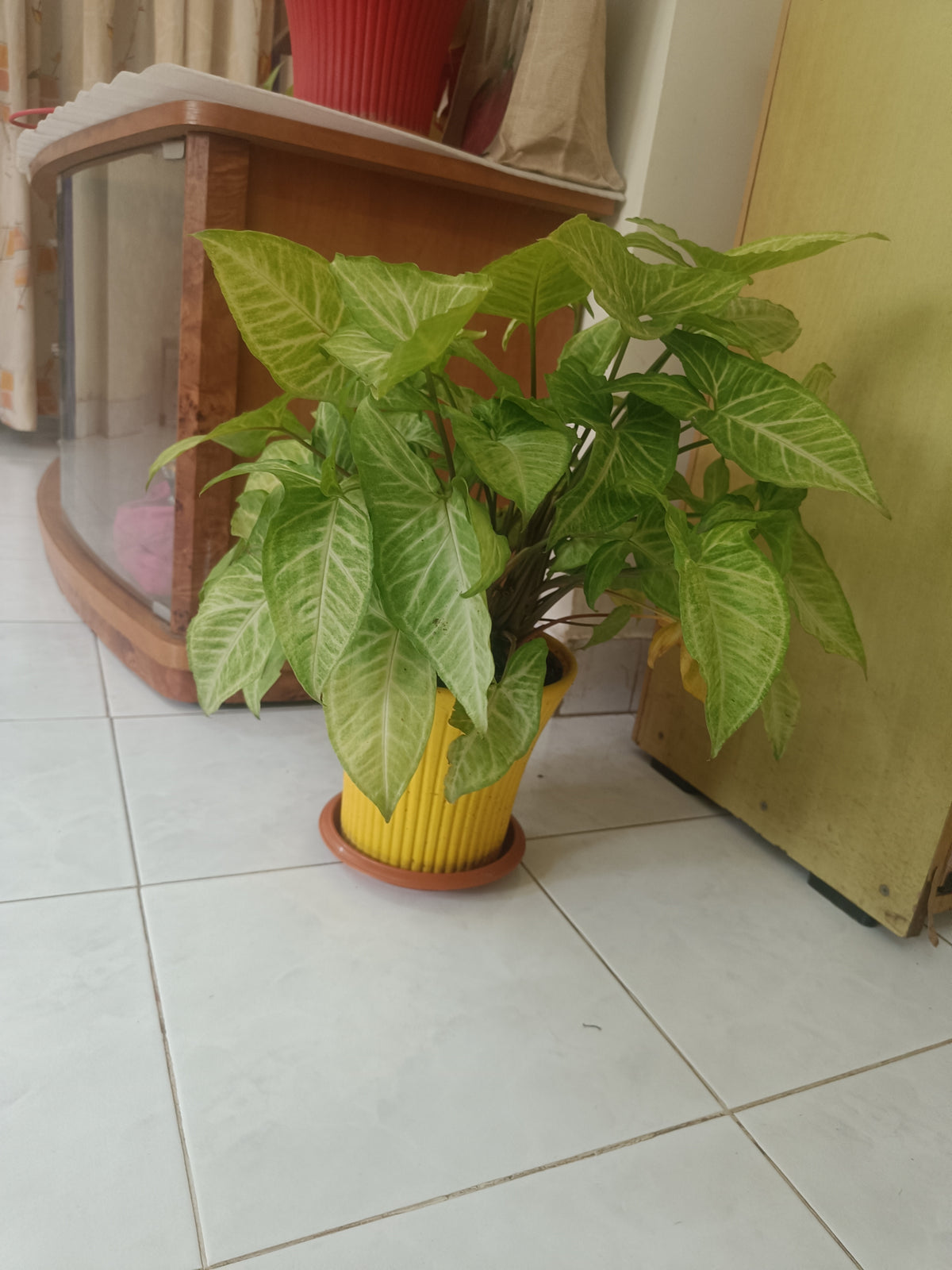 Live Syngonium Plant with Yellow Decorative Pot | 1.5 Feet Indoor Plant | Natural Green Foliage for Home & Office